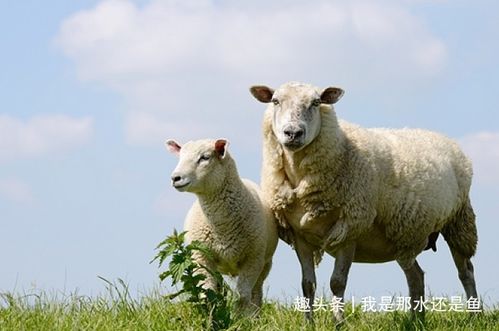 属羊人 12月中旬这个人会找上门,是你近5年最大的贵人要珍惜