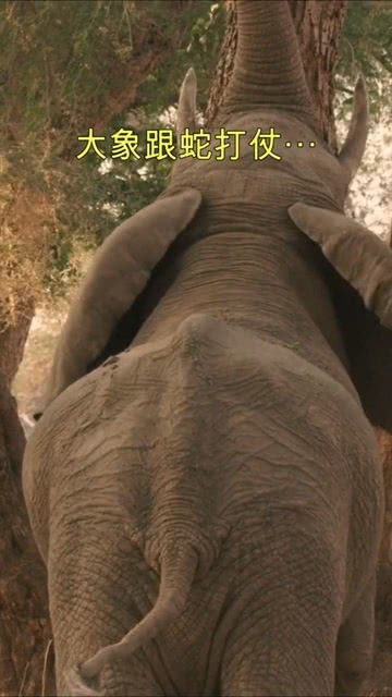 大象在做一件重要的事,等蛇出洞 