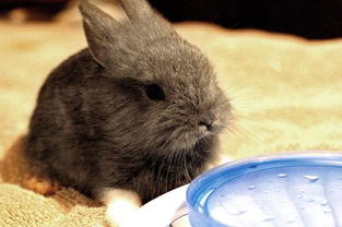 兔子一天不吃东西,只喝水,这是怎么回事啊 
