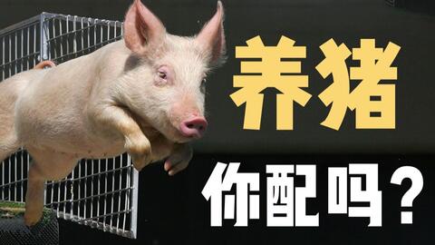 中国是世界第一猪肉大国,养猪仍要靠进口 为什么