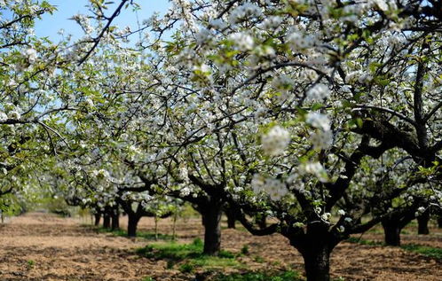 再过几天梨树就要开花了,在梨树花期需要怎样管理,果实才长得好