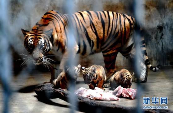 上海动物园为华南虎宝宝征名