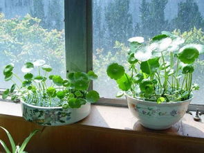太阳神花水培怎么养,太阳神花水培：如何让你的室内植物绽放光彩