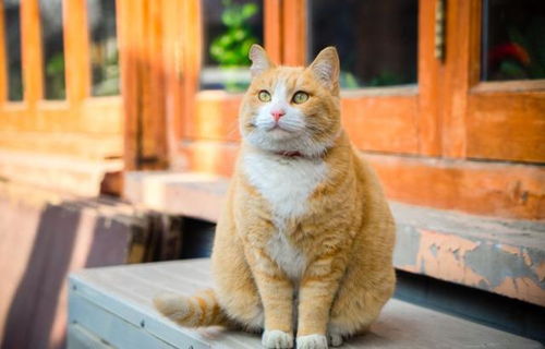 猫咪寿命排行榜 最 短命 的猫咪,你家的上榜了吗
