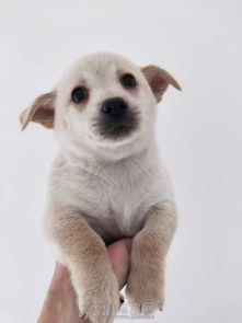 一个半月救助的小奶狗寻爱心人士收养