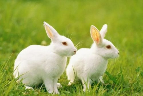 这只小白兔又什么又什么,什么像什么 