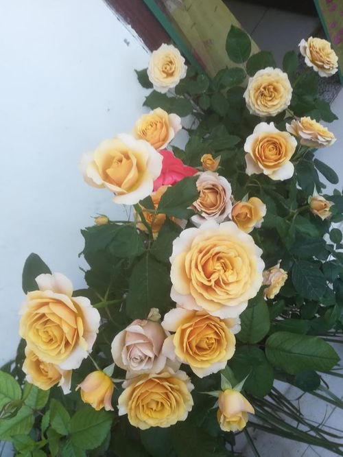 玫瑰花单支怎么养,美丽绽放：单支玫瑰花的精致养护指南