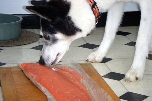 狗狗想抢猫咪的鱼吃,鱼肉蛋白高好吃多,但狗狗也能吃鱼吗