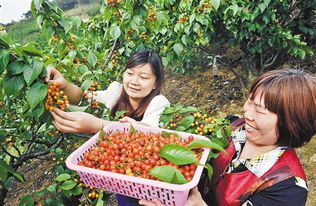 璧山云雾山樱桃采摘基地怎么样 (璧山免费停车场地方在哪里)