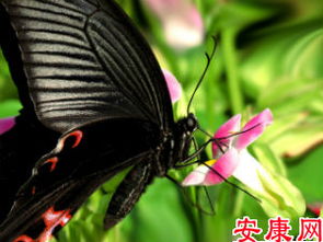 梦见黑蝴蝶是什么意思梦到黑蝴蝶好不好(梦到好多黑蝴蝶是什么意思)