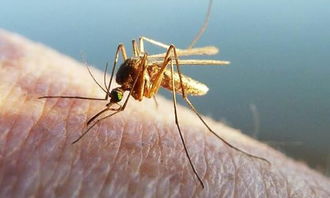蚊子的寿命有多长,雌性蚊子的生命周期。的海报
