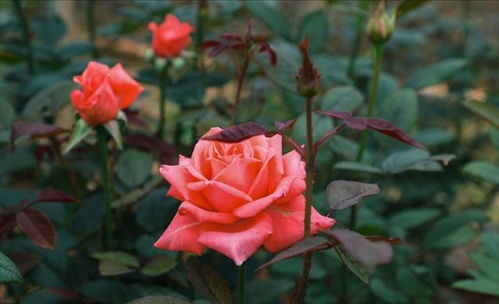 用水怎么养玫瑰花,水养玫瑰花，绽放美丽与生命之谜