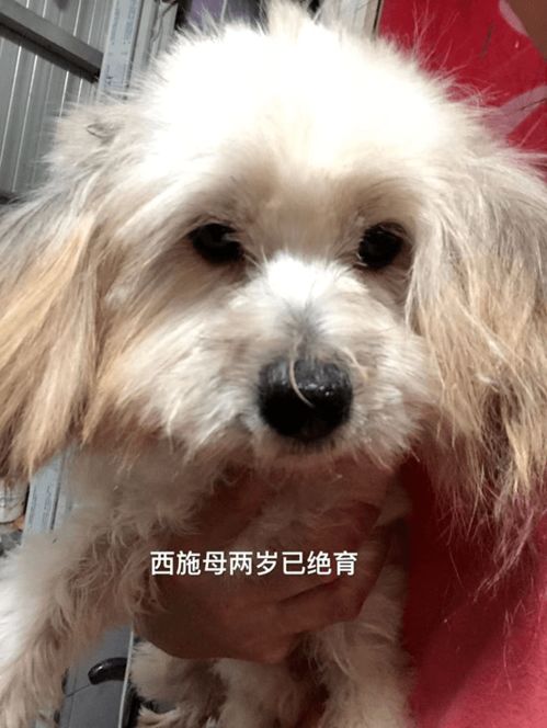 西施犬养公的还是母的