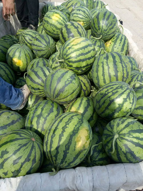 黑水西瓜最大的多少斤
