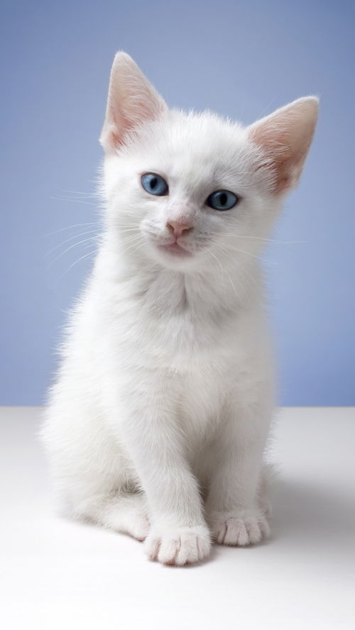 小白猫 有猫咪哦 