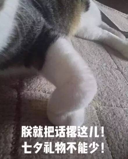 网友忘记喂自家猫咪就去上班了,回来后发现自己可能命不久也 