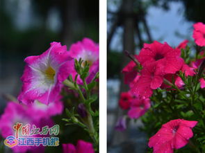 矮牵牛花图片和花语,矮牵牛花是一种美丽的花卉，它的花语是“与你同心”，表达了温馨而浪漫的情感