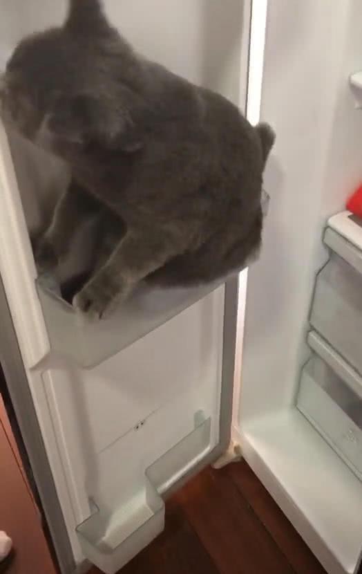 猫在家里凭空消失,主人一开冰箱门后笑骂 你怎么躲在这里面了