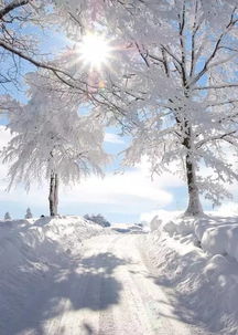 天冷了,一曲 我爱你塞北的雪 最温暖的祝福送给你