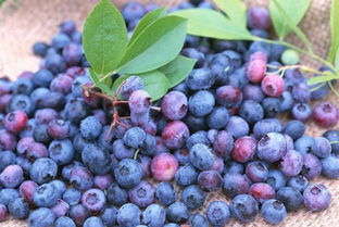 万万没想到,重庆周边就有这么多蓝莓采摘园 约吗