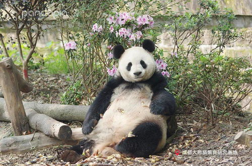 大熊猫也喜欢戴 头饰 花样好像还挺多