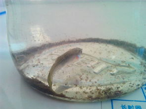 我家的孔雀鱼总是在鱼缸底部贴着一动不动,为什么 怎么办