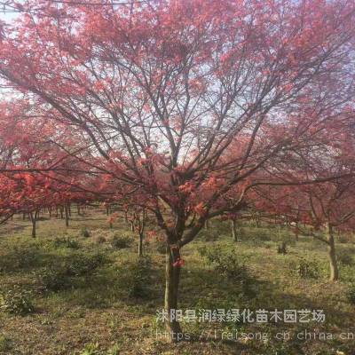 日本红枫培育基地：打造独特景观，传承自然之美