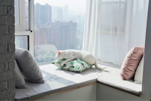 为什么高层养猫要封窗封阳台