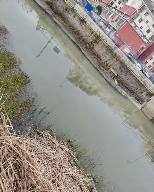 网友发帖 宿迁荷塘小区后面的马河,24小时全天候排放污水,臭不可闻,黑如墨汁 
