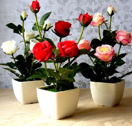 家里养玫瑰花风水好吗,玫瑰花与花瓶的桃花风水