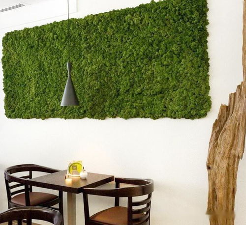 为什么人家的苔藓植物墙长得如此好,你绝对想不到