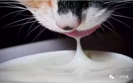 沉迷吸猫 猫讨厌水 关于喵的十二个谣传,你信了几个