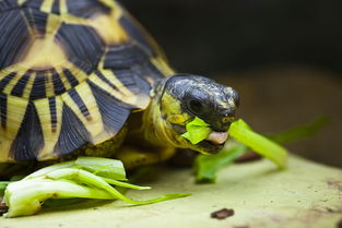 辐射陆龟吃西红柿吗？