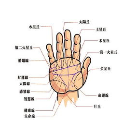 男人手相算命图解