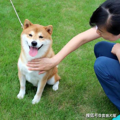 训练家养宠物犬的时候,如何解决狗狗对手里食物的依赖