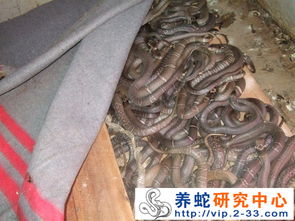 广西灵山县新富养蛇场