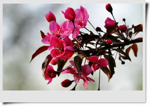 关于紫叶海棠的诗句