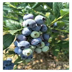 兔眼蓝莓高效种植技术,兔眼蓝莓为什么长势不好,枝干发红