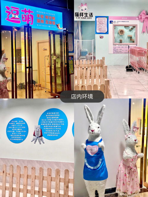 宠物集合馆你想rua的都有 衡阳探店 