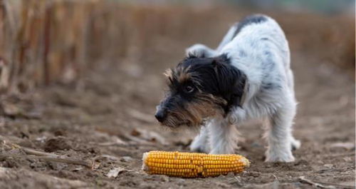玉米和狗狗不得不说的故事,狗狗可以吃玉米吗 需要注意哪些问题 