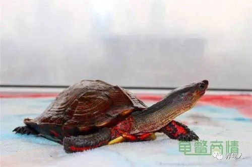 双栖系列 洪都拉斯木纹龟