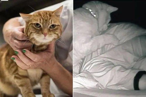 一只猫能有啥坏心眼 猫从猫砂盆出来,趁我睡着打了我4小时