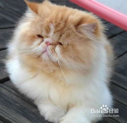 个人养波斯猫的日常护理方法公开