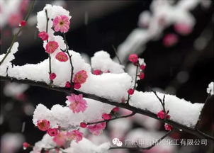 梅花象征着什么花语,梅花：冬季的坚韧与希望，寒雪中的傲骨之花