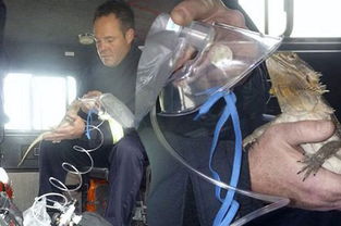 英消防员火灾中救出宠物蜥蜴 用面罩为其输氧 
