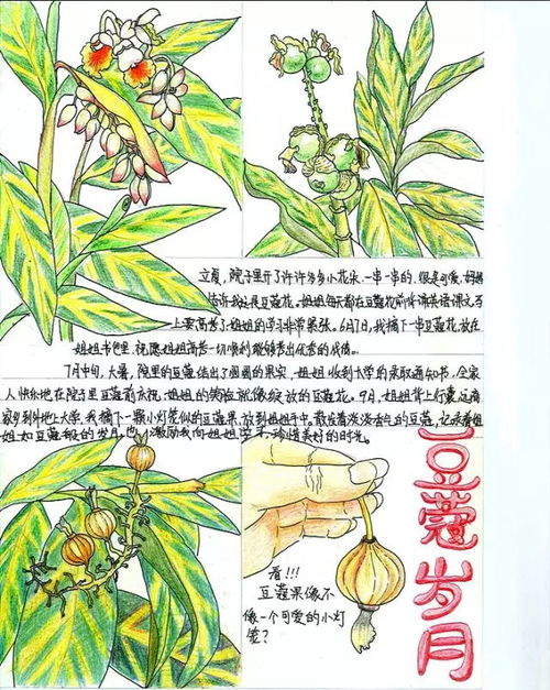 自然观察笔记课堂 如何科学进行植物绘画 