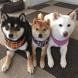 shib柴犬币价格走势图,The Geesis of SHIB