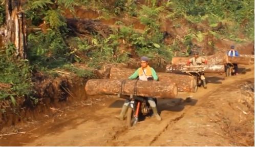 越南山里没有公路,伐木工人怎么运木头 看完感慨劳动人民的智慧