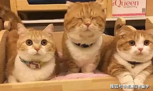 日本留学 在日本想要养猫的你得知道这些