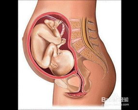 如何预测胎儿性别